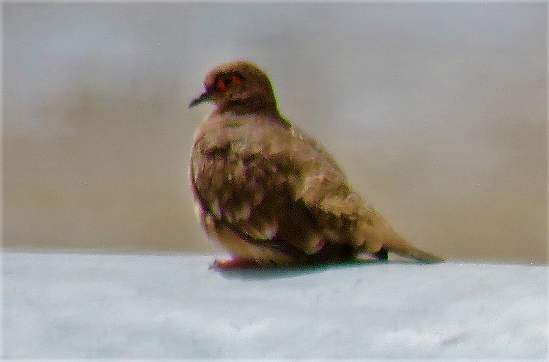 Bare-faced Ground Dove - Neil Wingert