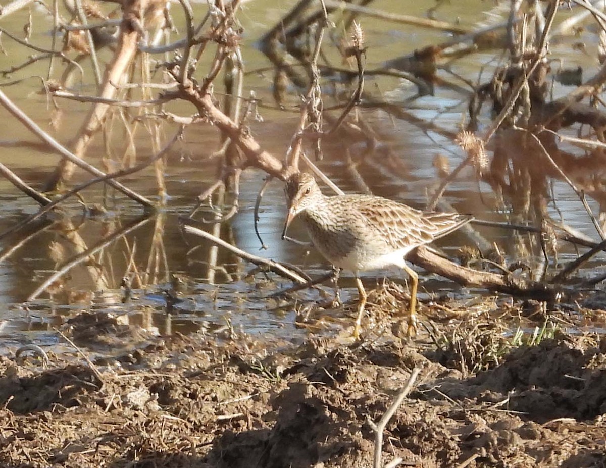 アメリカウズラシギ - ML426321221