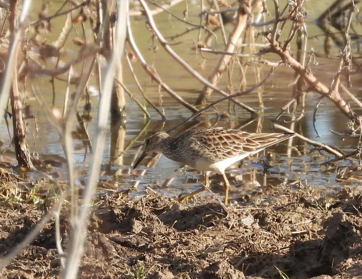 アメリカウズラシギ - ML426321241