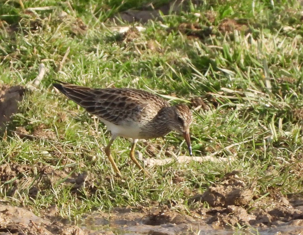 Pectoral Sandpiper - Doug Pfeiffer