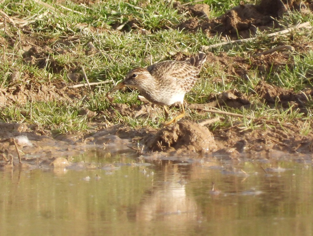 Graubrust-Strandläufer - ML426321261