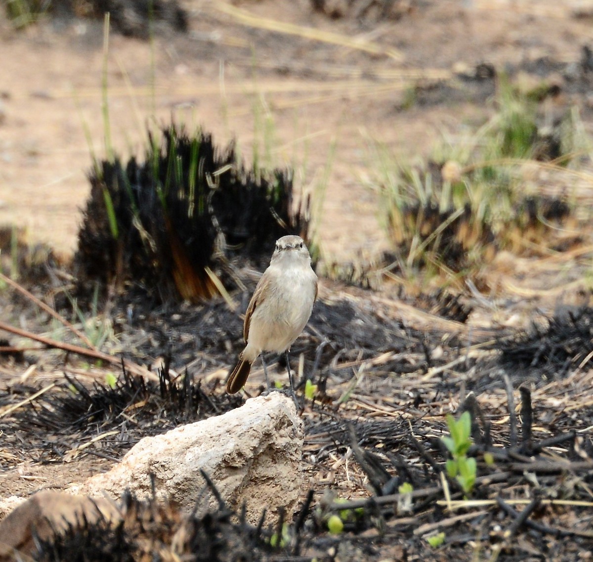 Spot-billed Ground-Tyrant - ML42632141