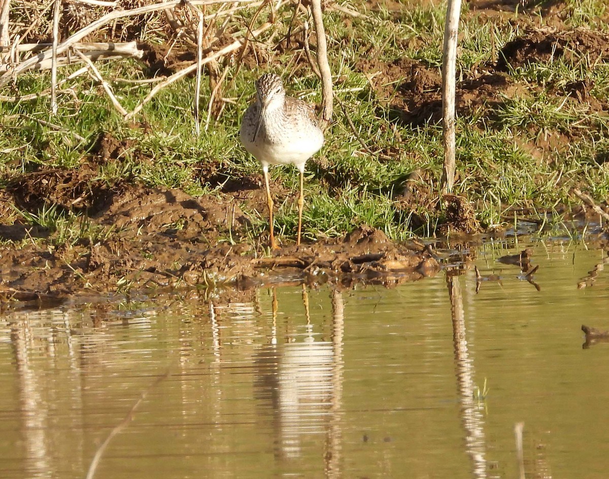Greater Yellowlegs - ML426321411