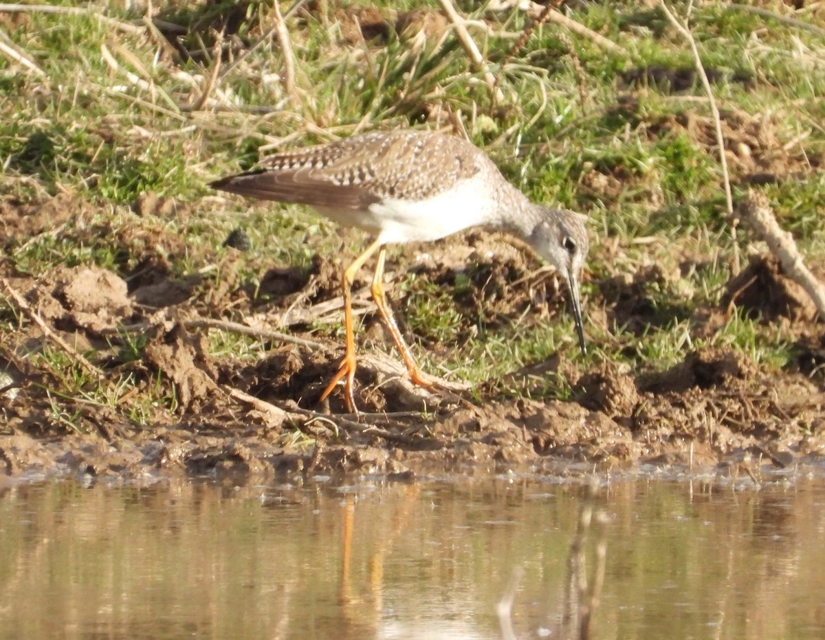 Greater Yellowlegs - Doug Pfeiffer