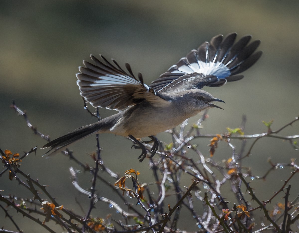 Northern Mockingbird - ML426322041