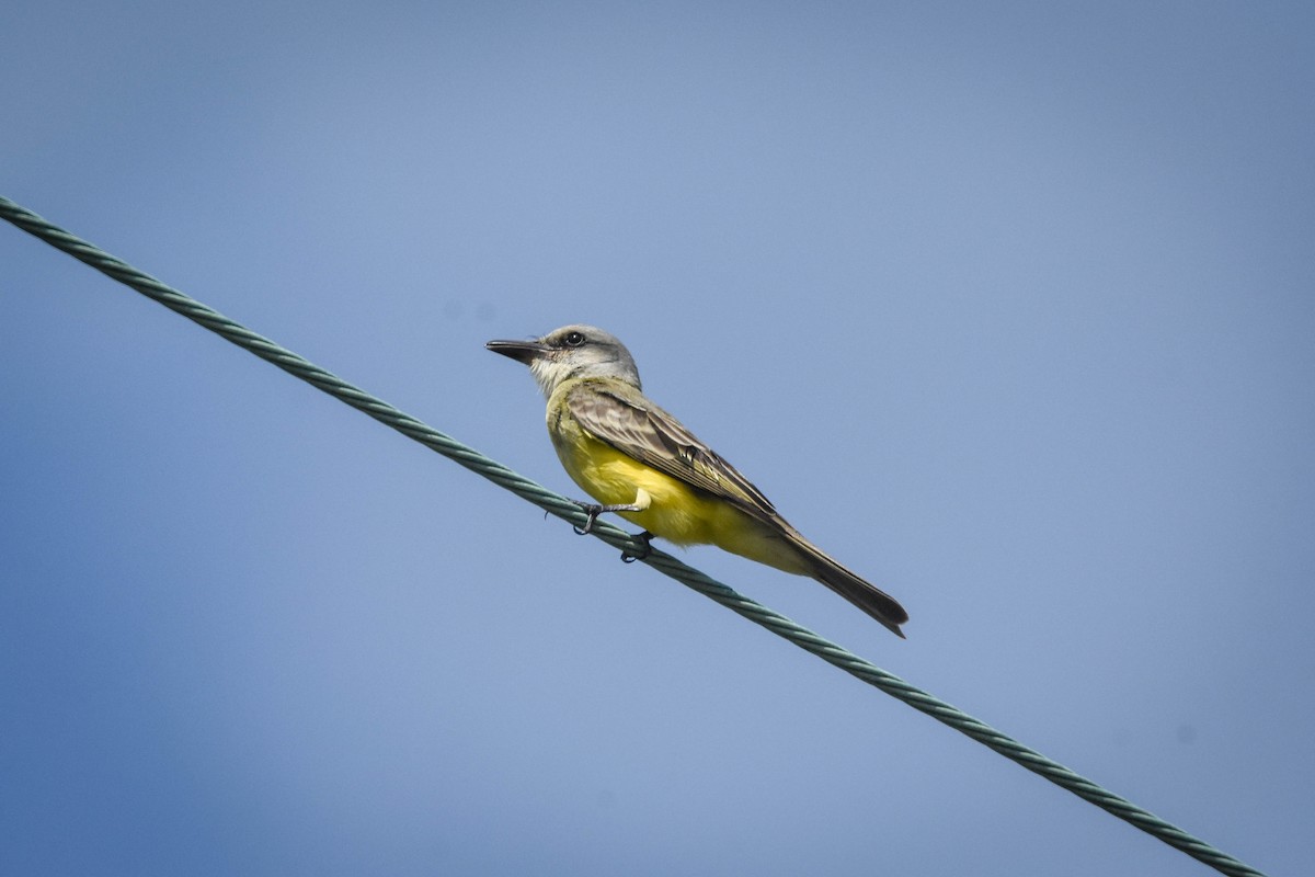 Tropical Kingbird - Austin Bell