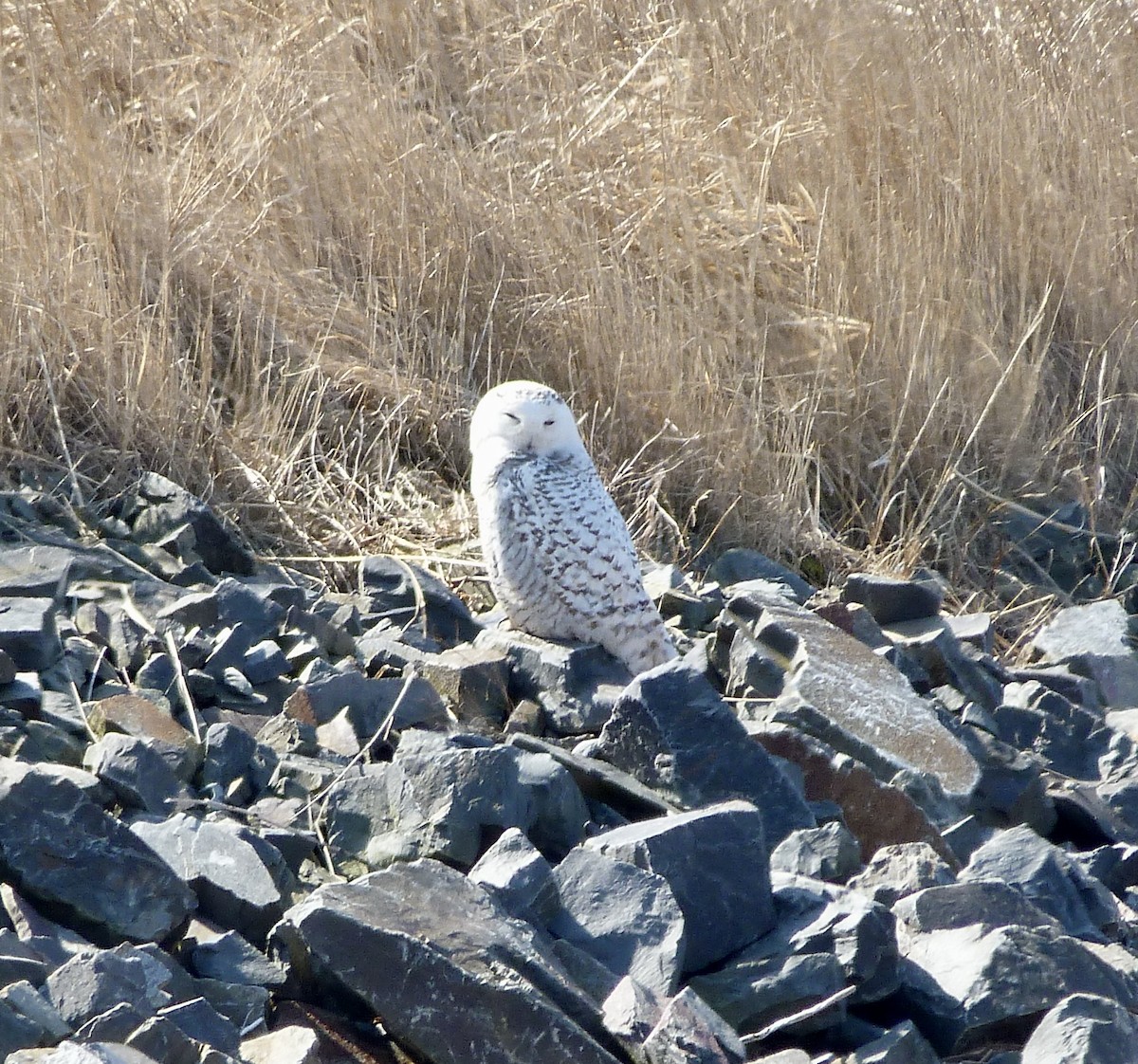 Snowy Owl - ML426324901