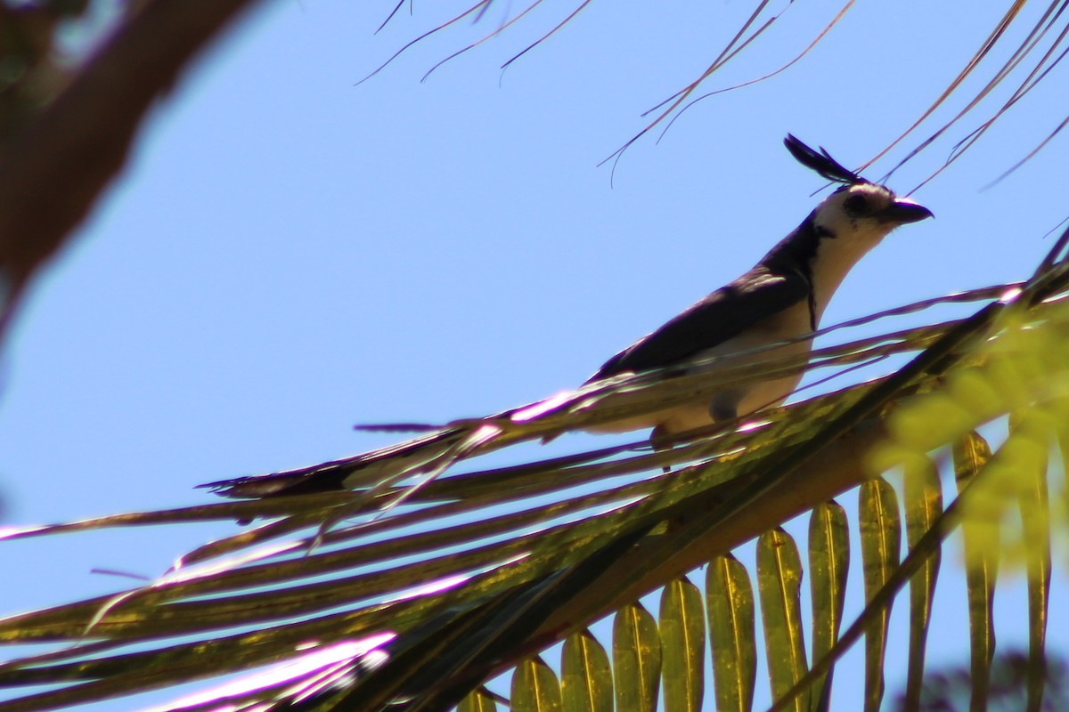 White-throated Magpie-Jay - ML426326331