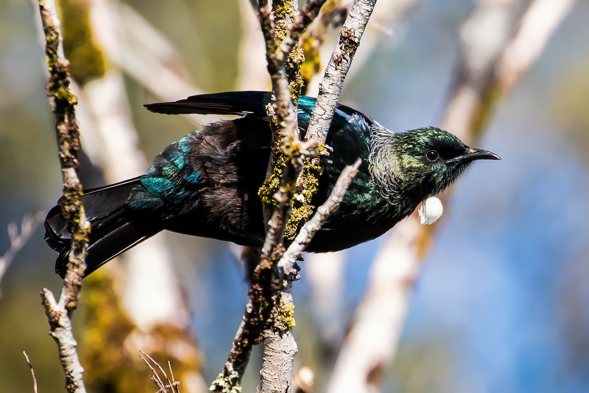 Mielero Tui - ML42632721