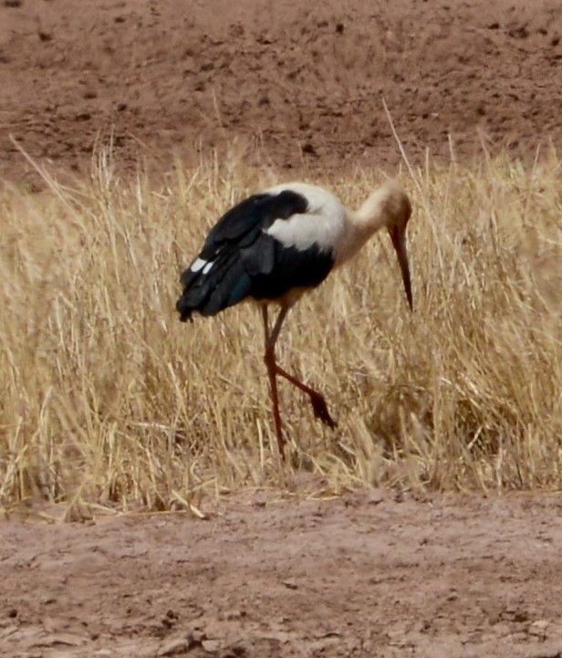 Maguari Stork - ML42632891