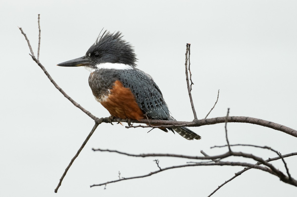 Ringed Kingfisher - Jorge Lopez Moreno