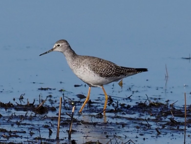 Lesser Yellowlegs - ML426329721