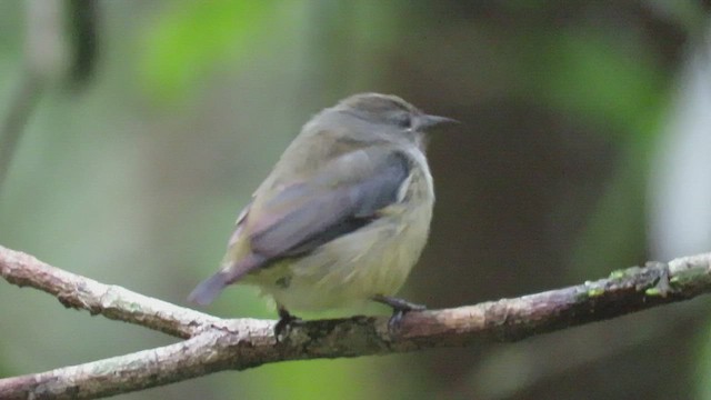 Black-sided Flowerpecker - ML426330091