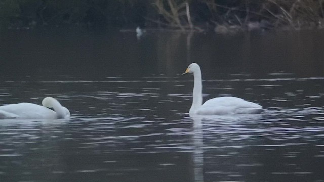 Whooper Swan - ML426331111