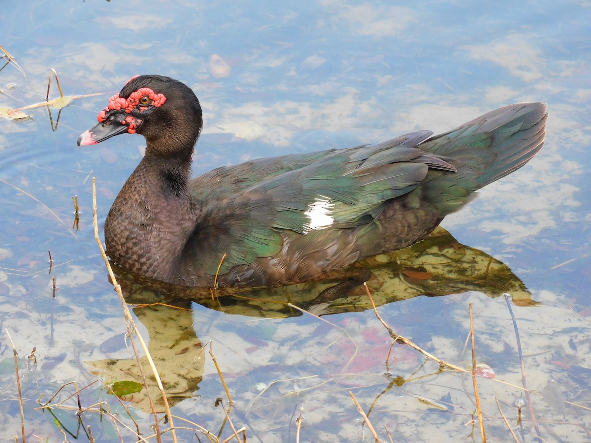 Muscovy Duck (Domestic type) - Mark Penkower