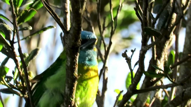 Altın Yakalı Barbet - ML426332751