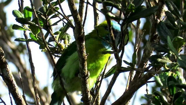 Altın Yakalı Barbet - ML426332861