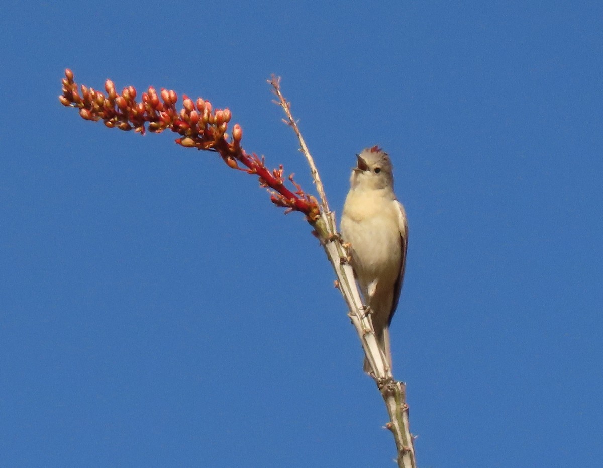 Lucy's Warbler - ML426332961