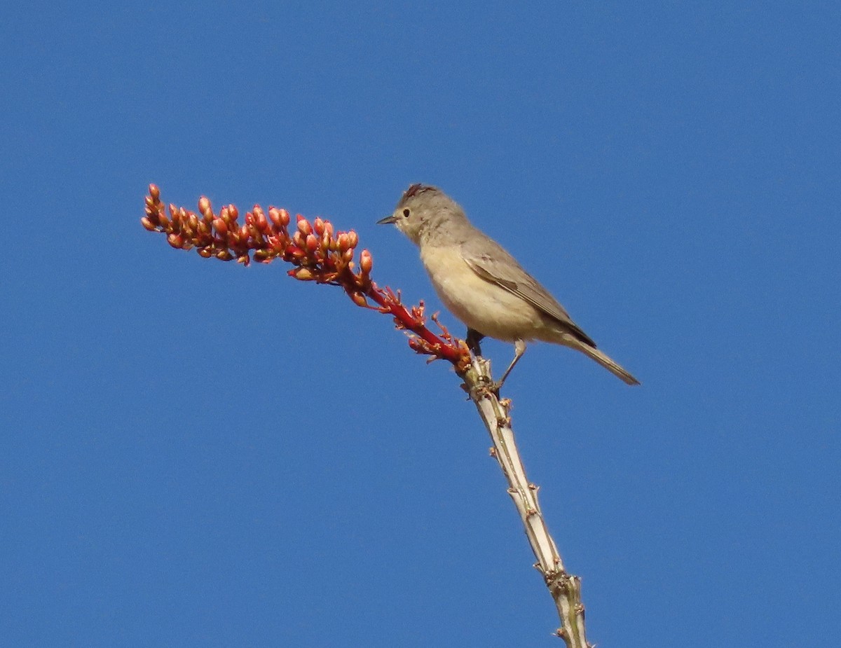 Lucy's Warbler - ML426333131