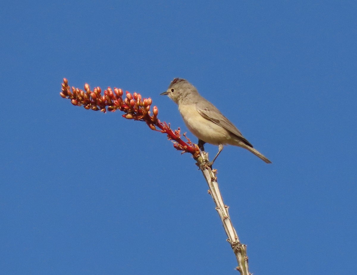 mesquiteparula - ML426333131