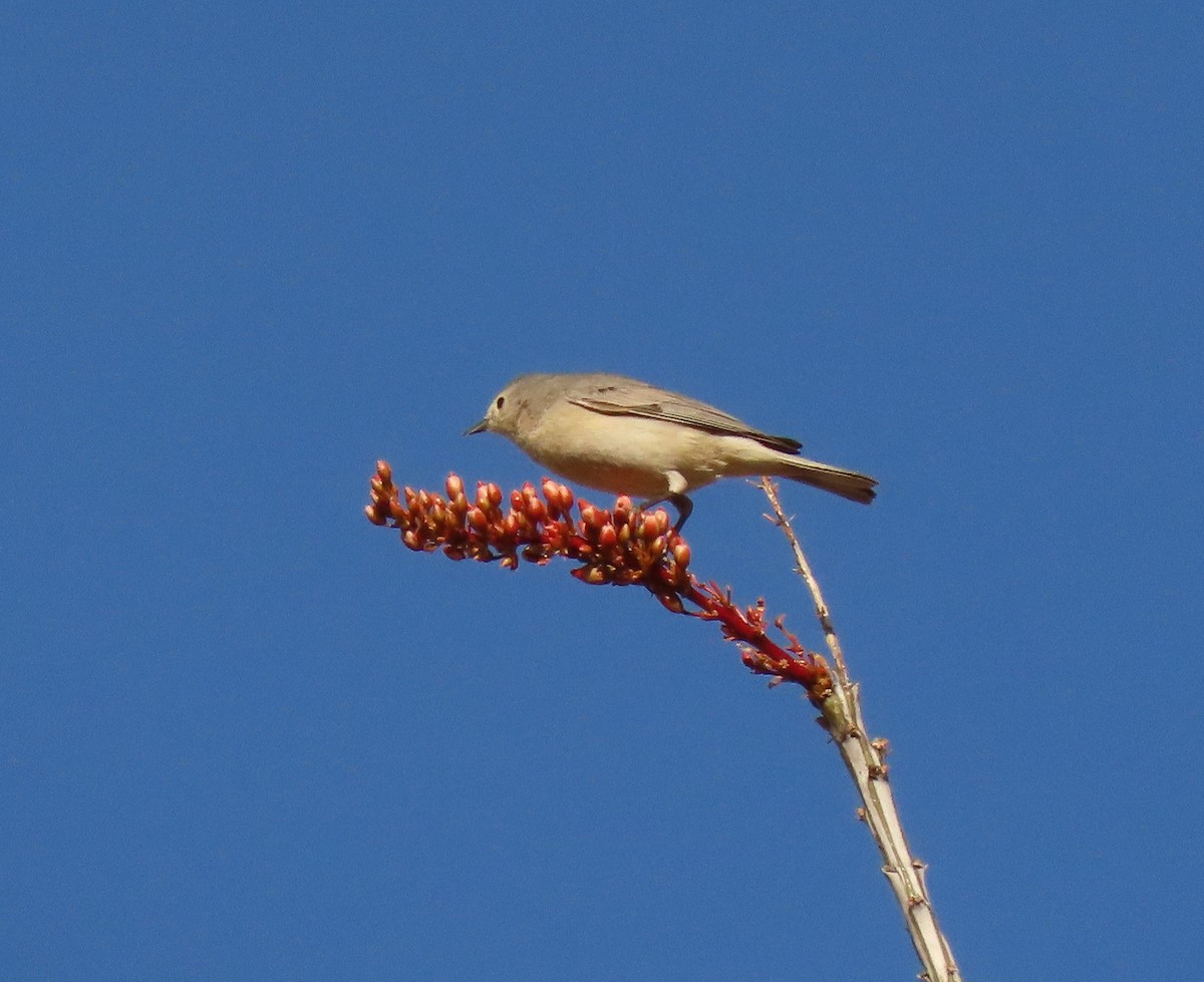 Lucy's Warbler - ML426333381