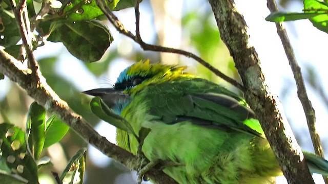 Altın Yakalı Barbet - ML426334091