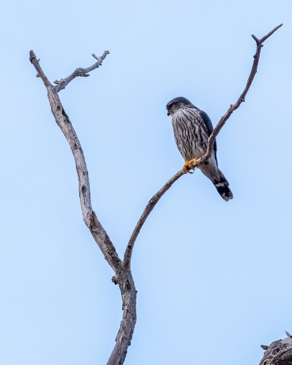 Merlin - ML426334711