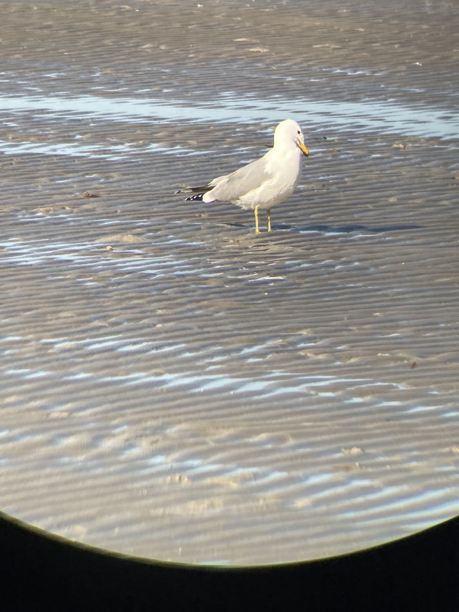 California Gull - ML426335471