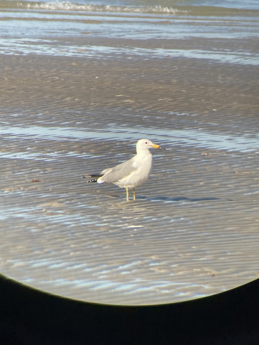 California Gull - Jacob Bagley