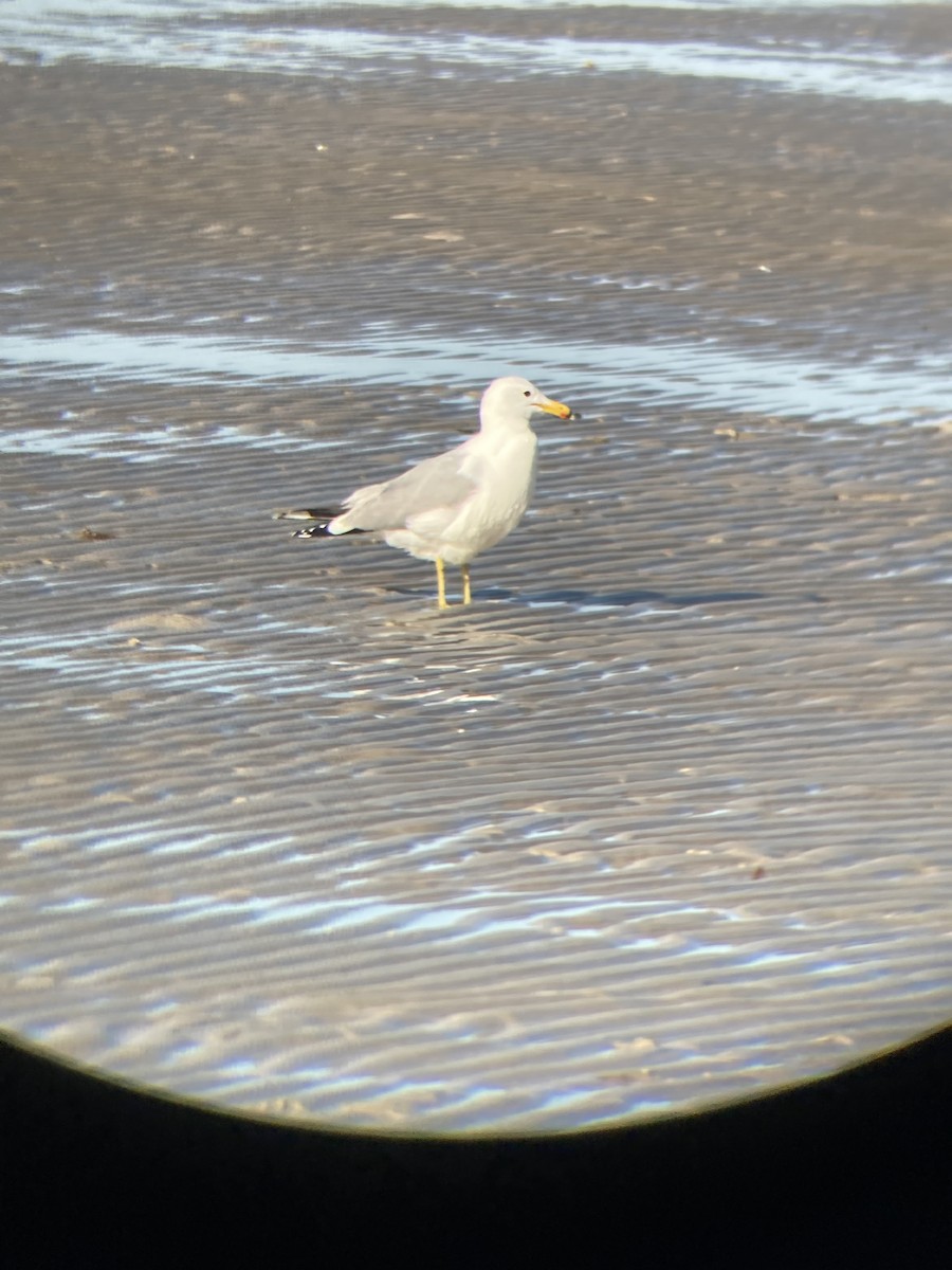 California Gull - ML426335511