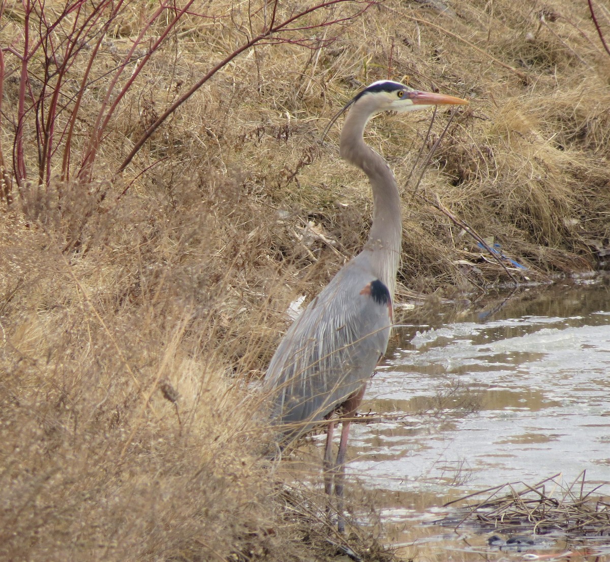 Great Blue Heron - ML426336041