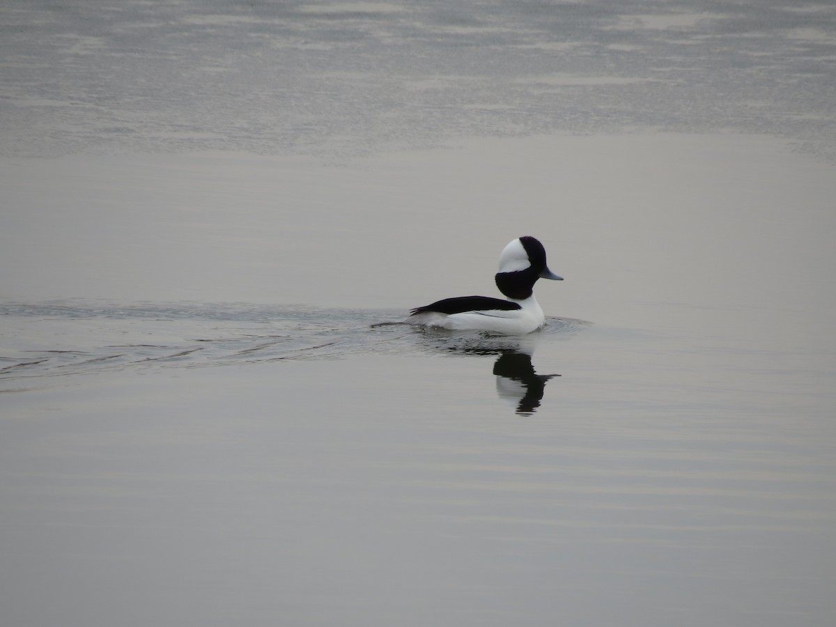 Bufflehead - ML426336141