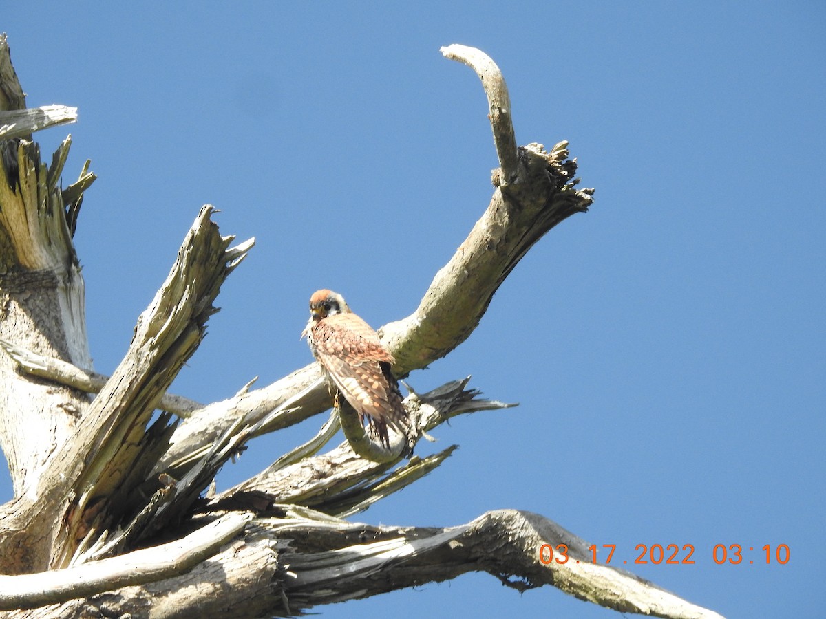 American Kestrel - ML426337261
