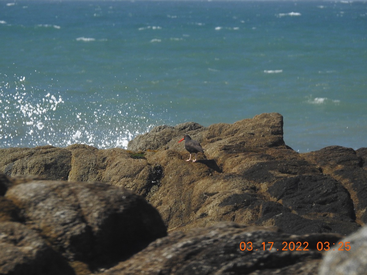 Black Oystercatcher - ML426338011