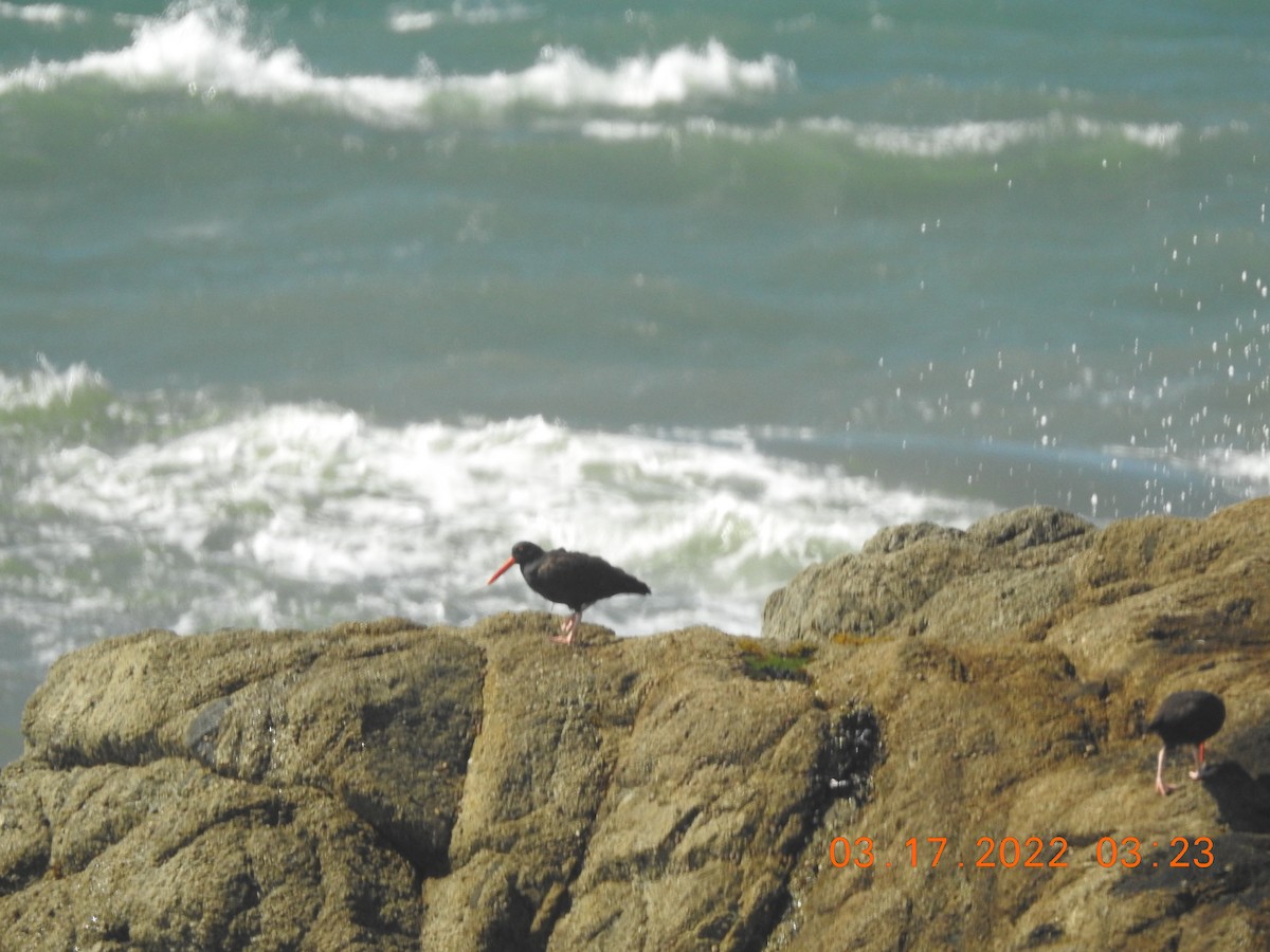 Black Oystercatcher - ML426338111