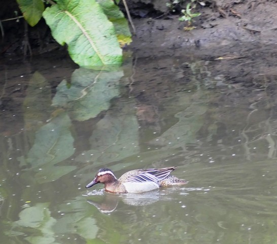 Цагаан хөмсөгт нугас - ML426339401