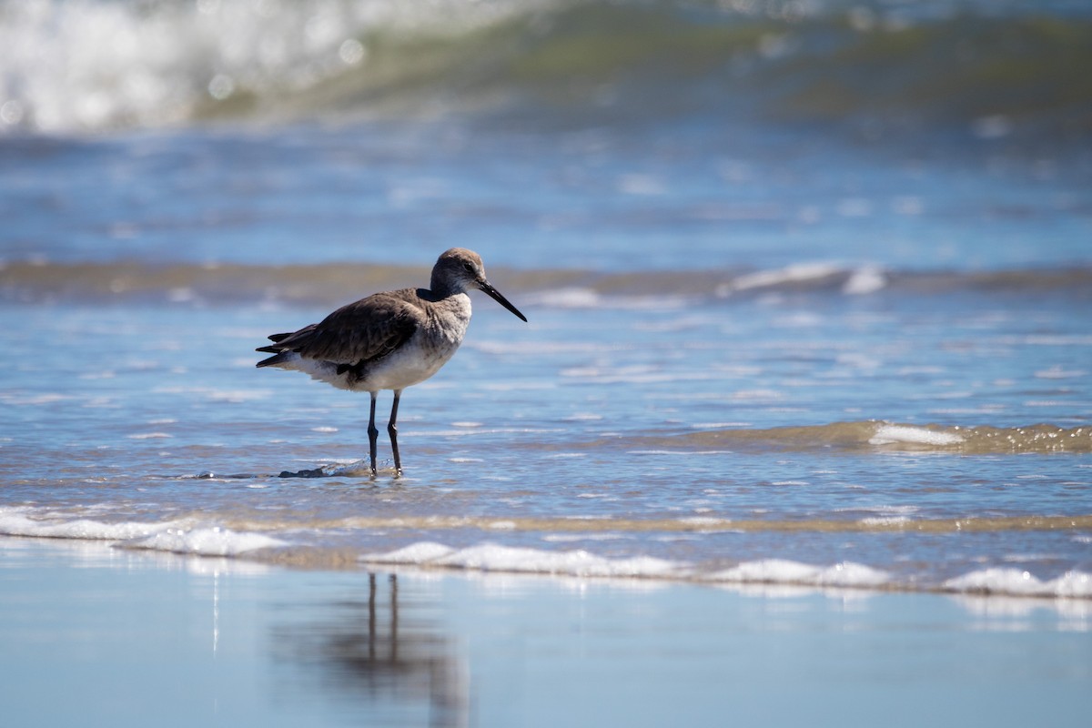 Willet - ML426339841