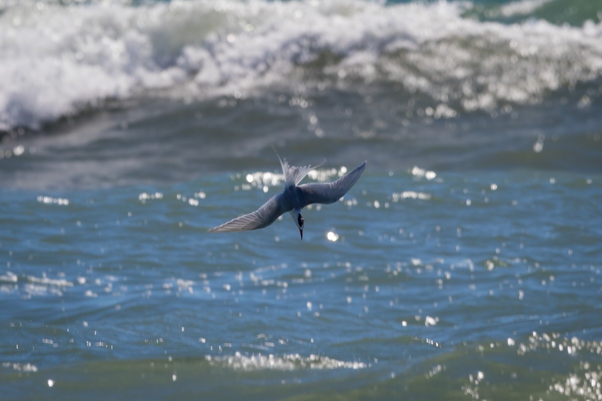 Forster's Tern - ML426340051
