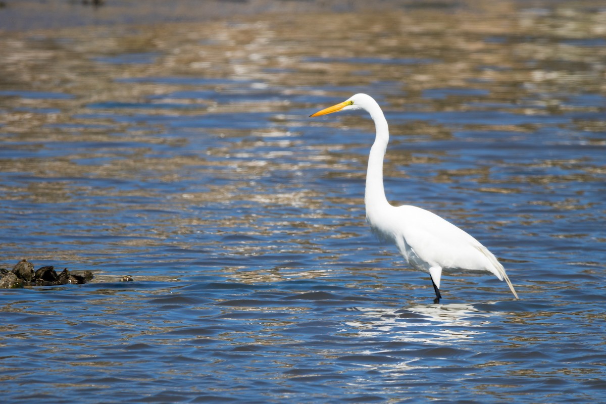 Great Egret - ML426341051