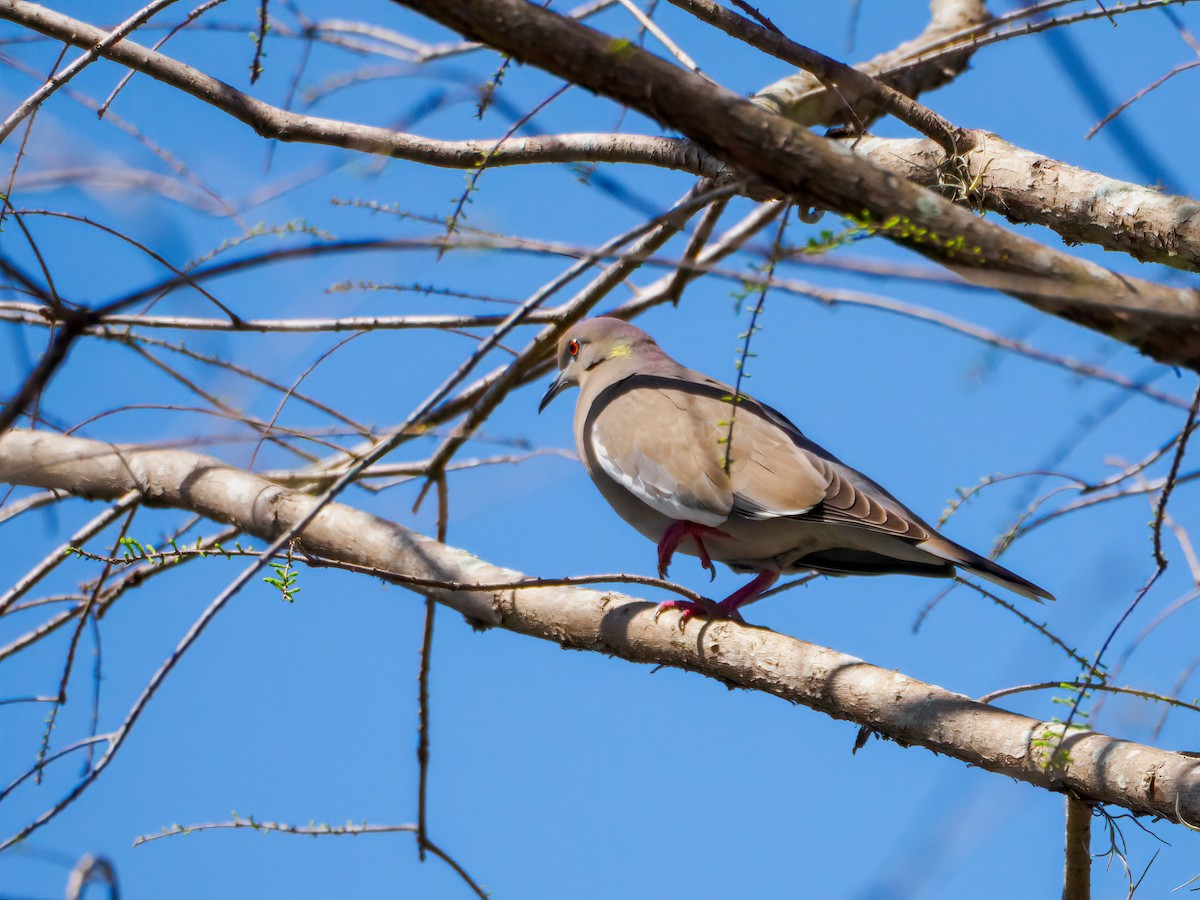 White-winged Dove - ML426341751