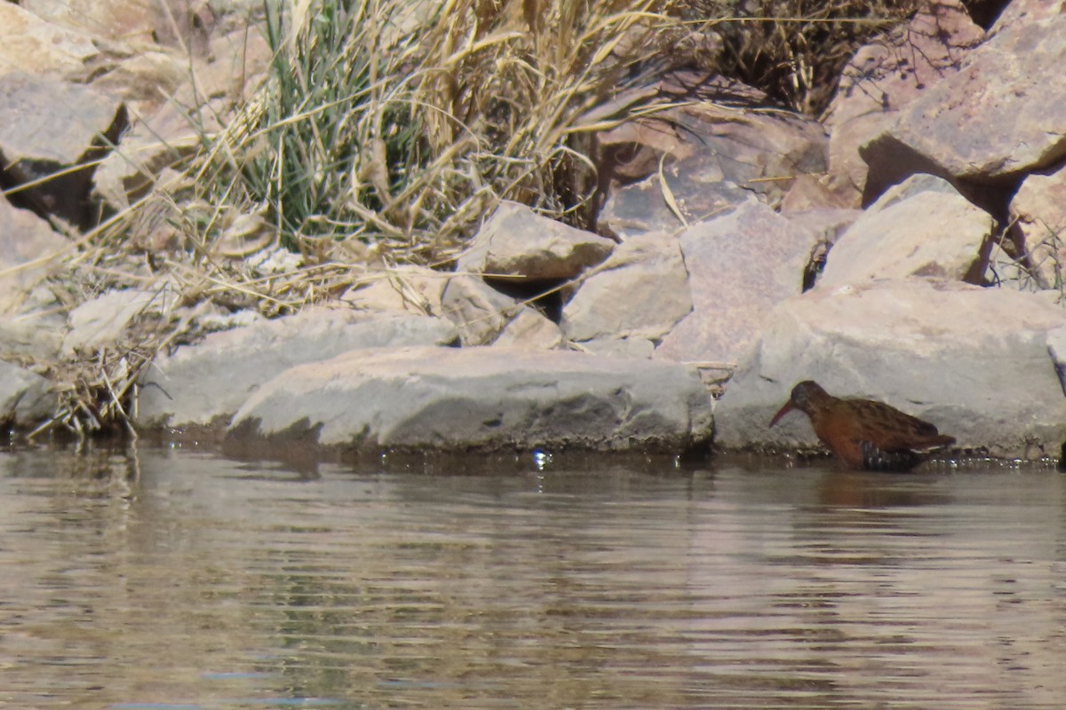 Virginia Rail - ML426341801