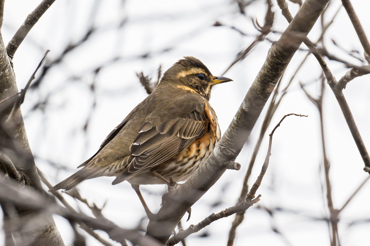 Redwing - ML426341911