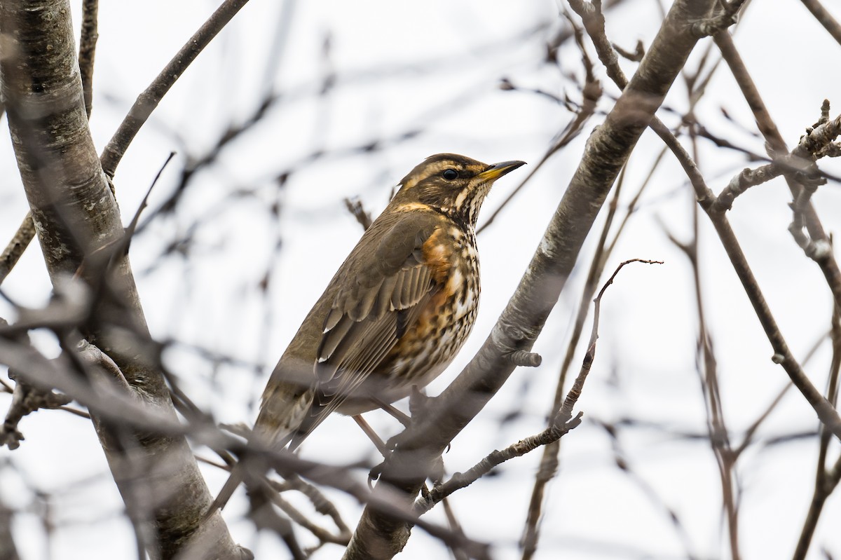 Redwing - ML426341951