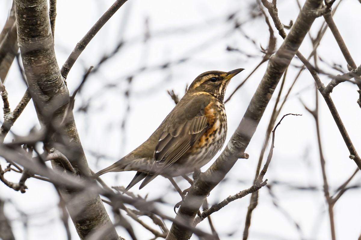 Redwing - ML426341971