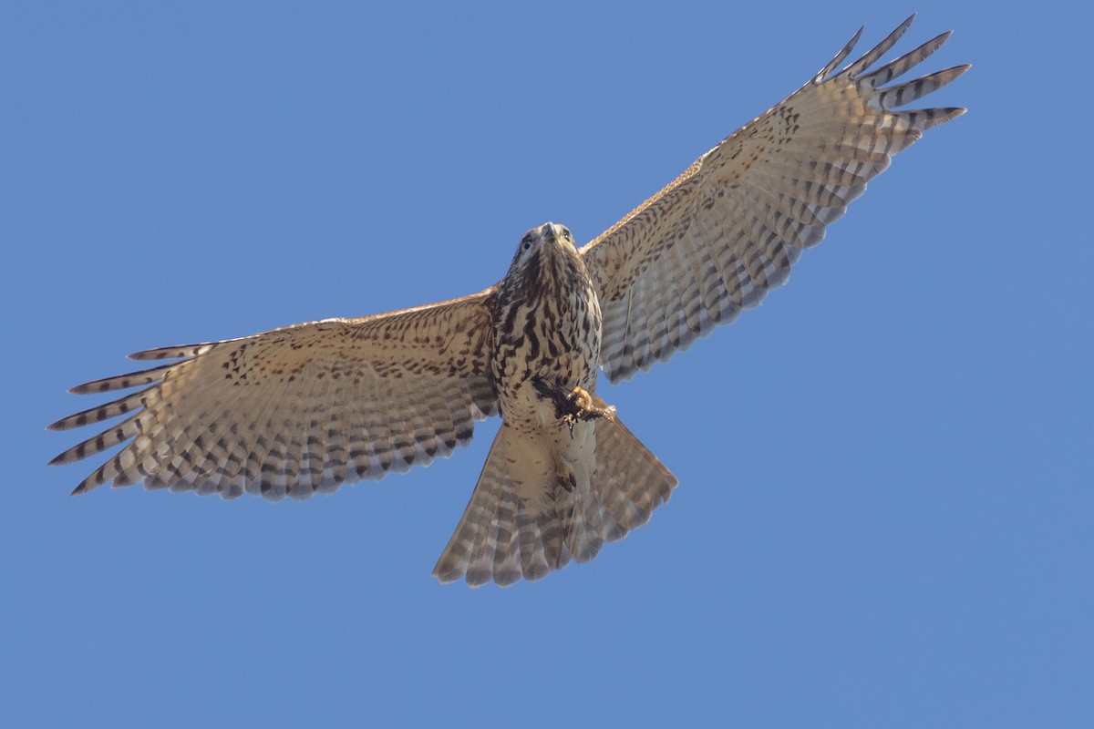 Red-shouldered Hawk - ML426342181