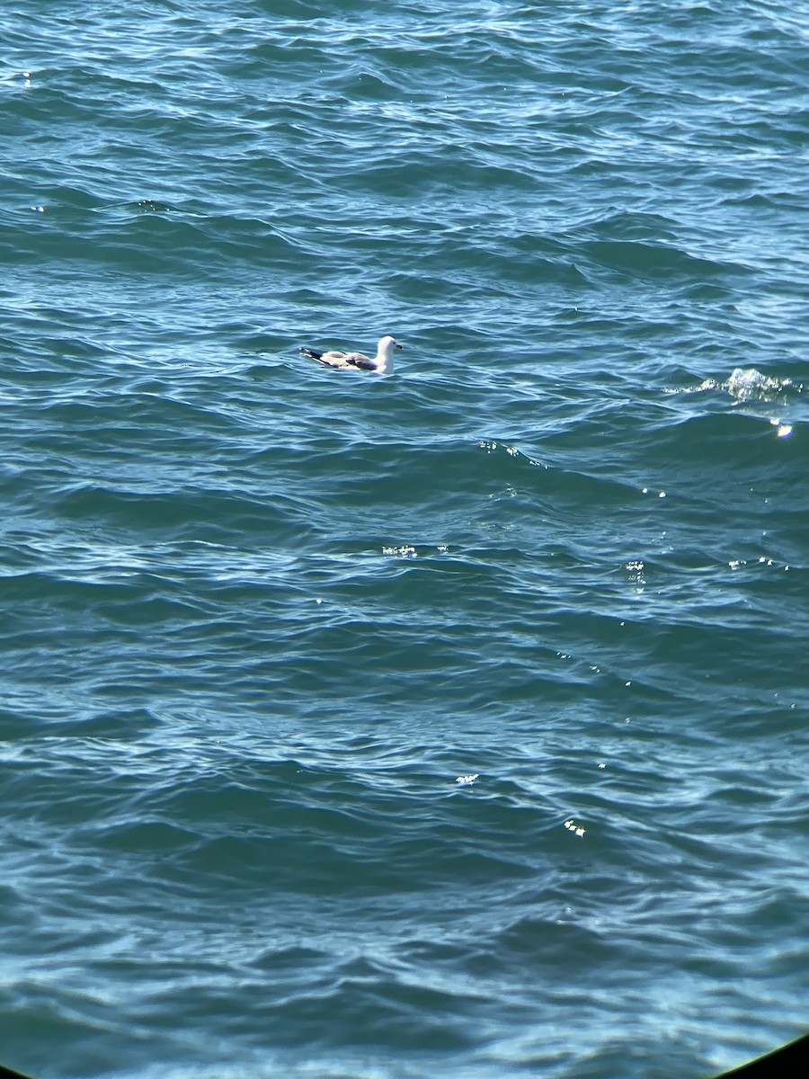 California Gull - Jacob Bagley