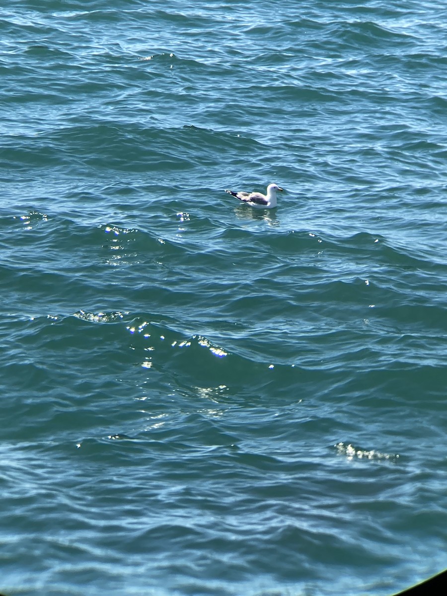 California Gull - ML426342761