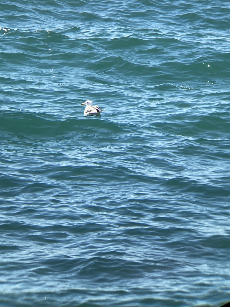 California Gull - Jacob Bagley