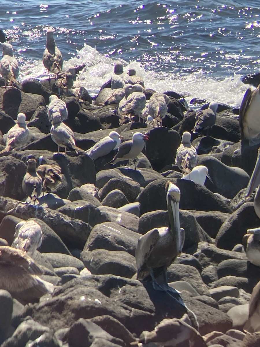 Gaviota Mexicana - ML426343081