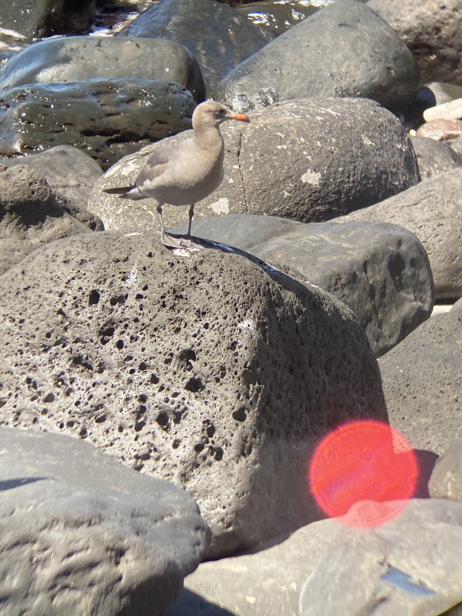 Gaviota Mexicana - ML426343101